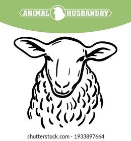 Breeding cattle. head of a sheep. vector sketch on white background