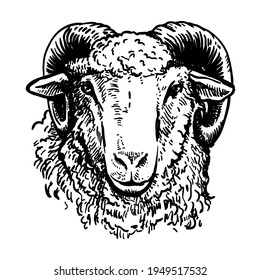 Breeding cattle. head of a sheep. vector sketch on white background