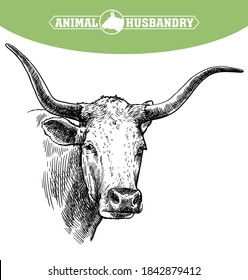 Breeding cattle. head of a Texas longhorn. vector sketch on white background