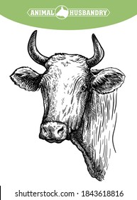 Breeding cattle. head of a Texas longhorn. vector sketch on white background