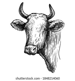 Breeding cattle. head of a Texas longhorn. vector sketch on white background