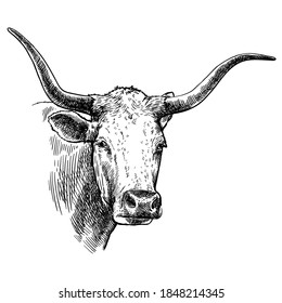 Breeding cattle. head of a Texas longhorn. vector sketch on white background