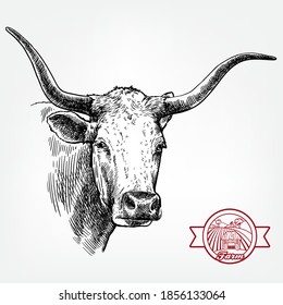 Breeding cattle. head of a Texas longhorn. vector sketch on white background