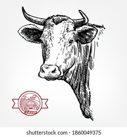 Breeding cattle. head of a Texas longhorn. vector sketch on white background