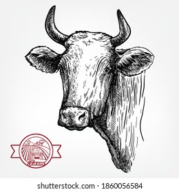 Breeding cattle. head of a Texas longhorn. vector sketch on white background