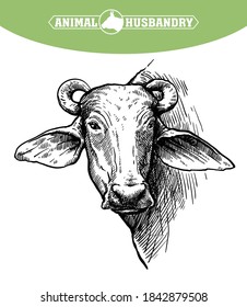 Breeding cattle. head of a water Buffalo. vector sketch on white background