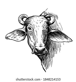 Breeding cattle. head of a water Buffalo. vector sketch on white background
