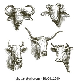 Breeding cattle. heads of cows. vector sketch on white background