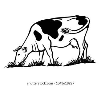 Breeding cattle. silhouette of a grazing cow. vector illustration isolated on white background