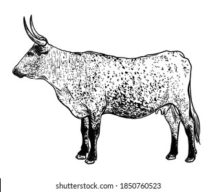 Breeding cattle. silhouette of a grazing cow. vector illustration isolated on white background