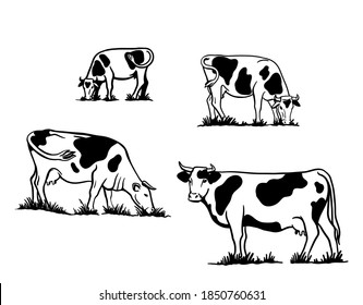 Breeding cattle. silhouette of a grazing cow. vector illustration isolated on white background