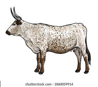 Breeding cattle. silhouette of a grazing cow. vector illustration isolated on white background