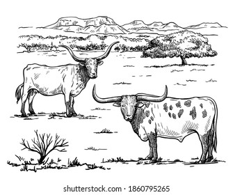 Breeding cattle. silhouette of a grazing cow. vector illustration isolated on white background