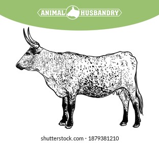 Breeding cattle. silhouette of a grazing cow. vector illustration isolated on white background