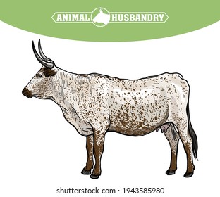 Breeding cattle. silhouette of a grazing cow. vector illustration isolated on white background