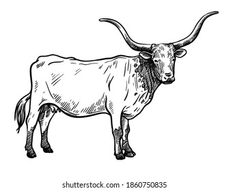 Breeding cattle. silhouette of a grazing Texas cow. vector illustration isolated on white background