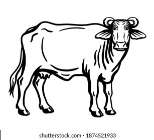 Breeding cattle. silhouette of a grazing Texas cow. vector illustration isolated on white background