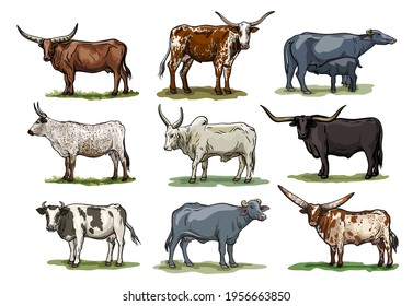 breeding cow. animal husbandry. color illustrations on a white background