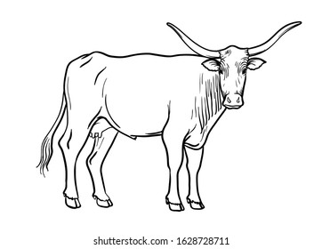 breeding cow. animal husbandry. livestock vector illustration on a white