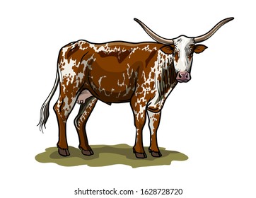 breeding cow. animal husbandry. livestock vector illustration on a white