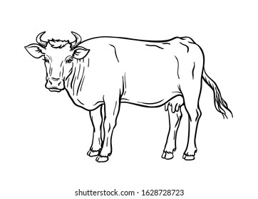 breeding cow. animal husbandry. livestock vector illustration on a white