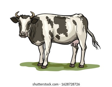 breeding cow. animal husbandry. livestock vector illustration on a white