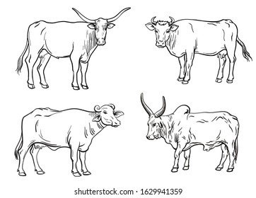 breeding cow. animal husbandry. livestock vector illustration on a white