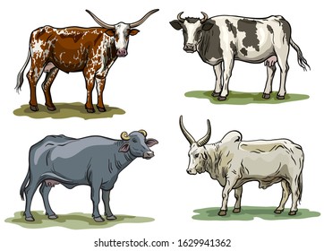 breeding cow. animal husbandry. livestock vector illustration on a white