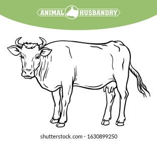 breeding cow. animal husbandry. livestock vector illustration on a white