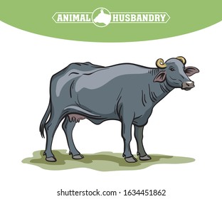 breeding cow. animal husbandry. livestock illustration on a white