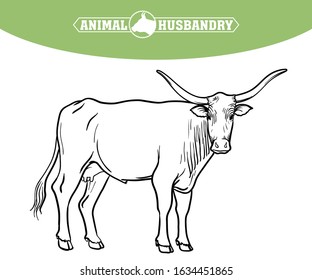 breeding cow. animal husbandry. livestock illustration on a white