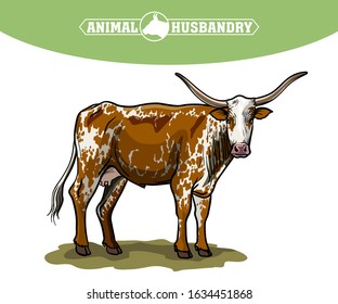 breeding cow. animal husbandry. livestock illustration on a white