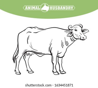 breeding cow. animal husbandry. livestock illustration on a white