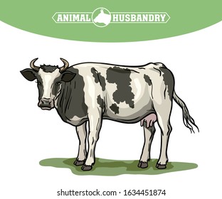 breeding cow. animal husbandry. livestock vector illustration on a white