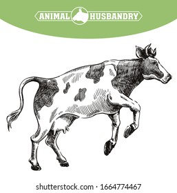 breeding cow. animal husbandry. livestock illustration on a white