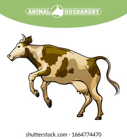 breeding cow. animal husbandry. livestock illustration on a white