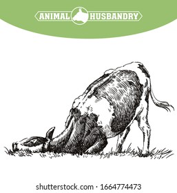 breeding cow. animal husbandry. livestock illustration on a white