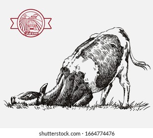 breeding cow. animal husbandry. livestock illustration on a grey