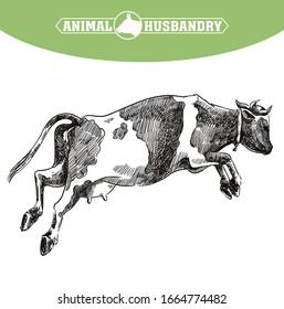 breeding cow. animal husbandry. livestock illustration on a white