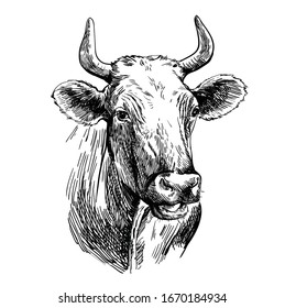 breeding cow. animal husbandry. livestock illustration on a white