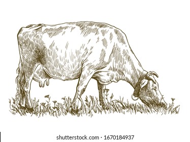 breeding cow. animal husbandry. livestock illustration on a white