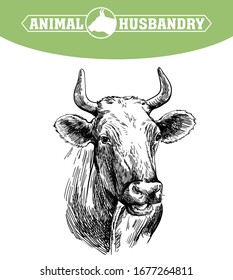 breeding cow. animal husbandry. livestock illustration on a white