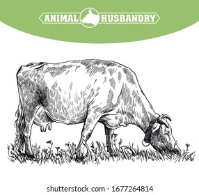 breeding cow. animal husbandry. livestock illustration on a white