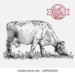 breeding cow. animal husbandry. livestock illustration on a white