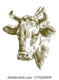 breeding cow. animal husbandry. livestock illustration on a white