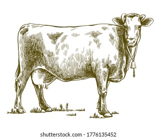 breeding cow. animal husbandry. livestock illustration on a white