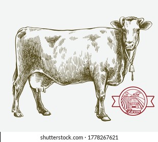 breeding cow. animal husbandry. livestock illustration on a grey