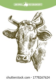 breeding cow. animal husbandry. livestock illustration on a white