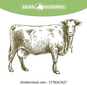 breeding cow. animal husbandry. livestock illustration on a white