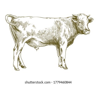 breeding cow. animal husbandry. livestock illustration on a white